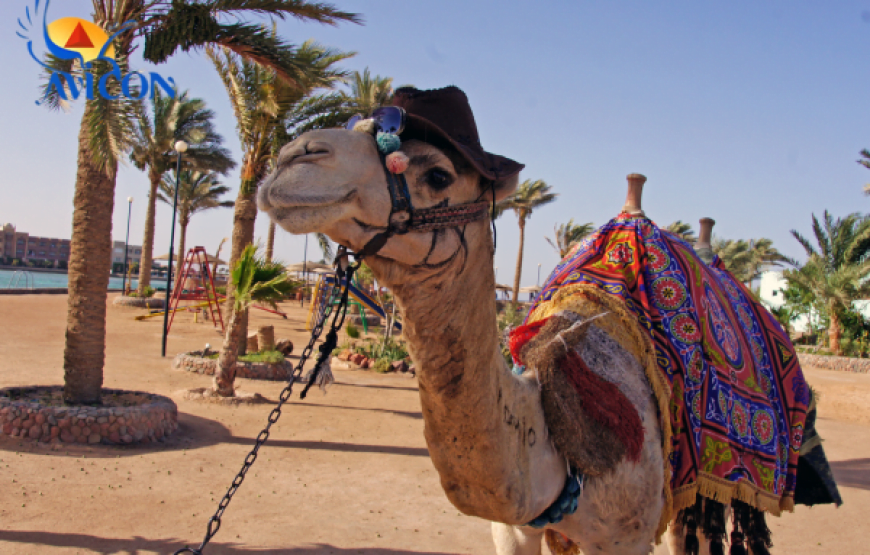 Private Transfer From Hurghada to Luxor